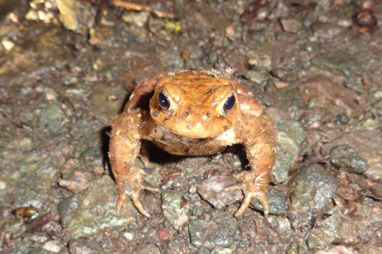 Photo of a toad at Beacon Hill. Credit: Rob Miller